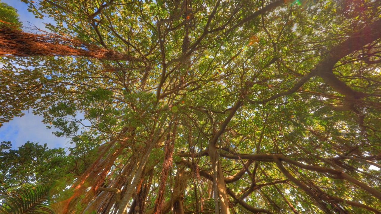 The Broken Banyan Apartment Lord Howe Island Bagian luar foto